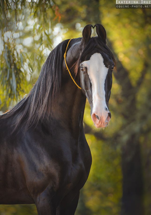 Ekaterina Druz Horse Photographer - Marwari stallion Ati-Sunder